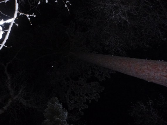 Snowbank Lake Trail Darkness